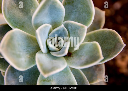 Isolated Desert Rose succcullent Stock Photo