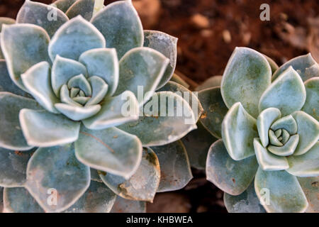 Isolated Desert Rose succcullent Stock Photo