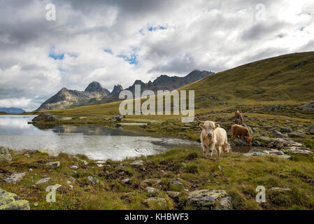 Scottish highland cattle grazing on the Scheidsee, in the background the Patteriol, Galtür, Tyrol, Austria Stock Photo