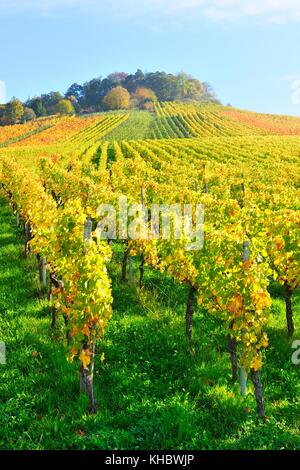 Vineyards in autumn, near Korb, Rems-Murr district, Baden-Württemberg, Germany Stock Photo