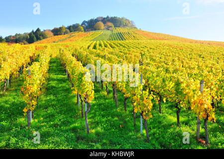 Vineyards in autumn, near Korb, Rems-Murr district, Baden-Württemberg, Germany Stock Photo