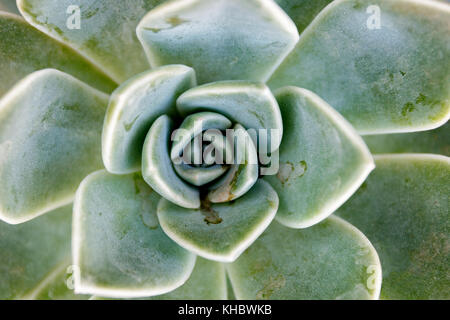 Isolated Desert Rose succcullent Stock Photo