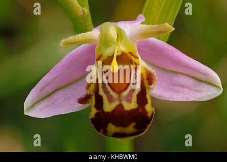 Bee orchid (Ophrys apifera), Detail, Hesse, Germany Stock Photo