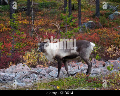Reindeer (Rangifer tarandus) in front of colourful autumn forest, Norrbottens, Norrbottens län, Laponia, Lapland, Sweden Stock Photo