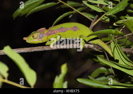 Rhino chameleon (Furcifer antimena), female, Zombitse-Vohibasia National Park, Madagascar Stock Photo