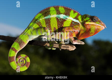 Panther chameleon (Furcifer Pardalis), male on branch, Ambilobe, Diana, Madagascar