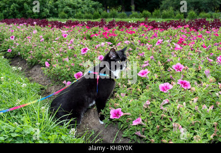 Black-and-white cat is walking on harness in urban park about flower beds in summer evening. Stock Photo