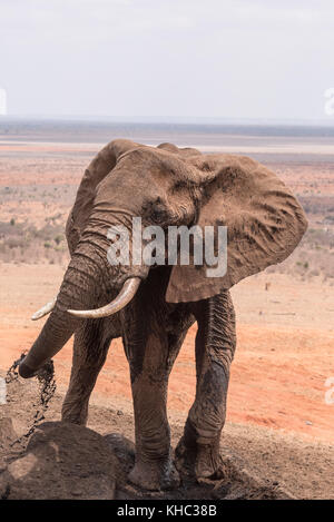 An African Elephant (Loxodonta africana) about to spray itself with mud