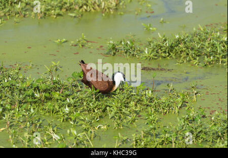 African Jacana (Actophilornis africanus) foraging Stock Photo