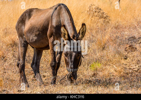 Grazing donkey in field. Stock Photo