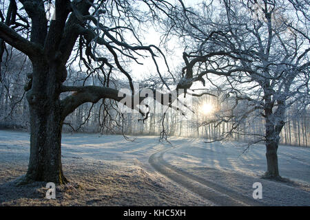 frost covered forest road *** Local Caption *** switzerland, baselland, nenzlingen, oaks, quercus, trees, big, frost, hoar frost, white, winter, morni Stock Photo