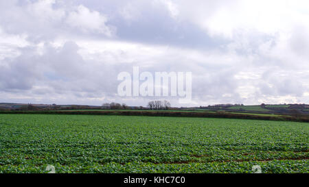 Autumn sewn crops on the edge of the moor, Cornwall, UK Stock Photo