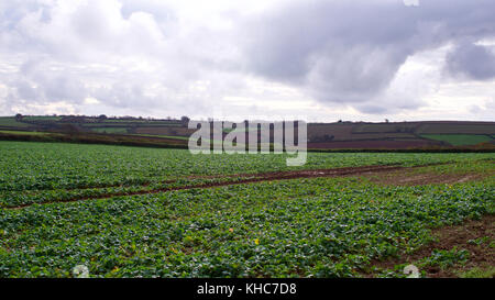 Autumn sewn crops on the edge of the moor, Cornwall, UK Stock Photo