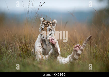 Royal Bengal Tigers ( Panthera tigris ), young cubs, siblings, playing, wrestling, romping in high grass, typical natural surrounding, funny kitten. Stock Photo