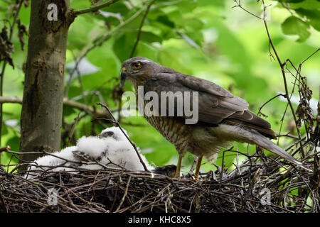 Eurasian Sparrowhawk ( Accipiter nisus ), adult female, perched with prey on the edge of its nesting site in a deciduous tree, wildlife, Europe. Stock Photo
