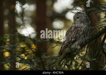 Ural Owl / Habichtskauz ( Strix uralensis ) perched in a conifer, well camouflaged, watching back over its shoulder, resting over day, Europe. Stock Photo