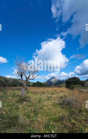 Blossoming almond trees in rural landscape with blue sky in Mallorca, Balearic islands, Spain in February. Stock Photo