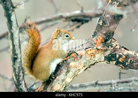 An American red squirrel perches alertly on a  branch, displaying its vibrant winter coat, white underbelly, and thick, tufted red tail. Stock Photo
