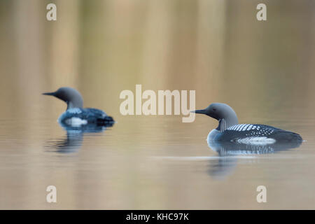 Black-throated Loon / Arctic Loon ( Gavia arctica ), pair, couple in breeding dress, swimming on calm water, attentive, Sweden, Scandinavia, Europe. Stock Photo