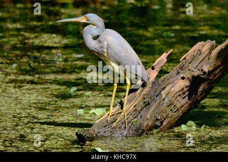 A Tricolored Heron bird- Egretta tricolor, formerly known as the Louisiana heron, perched on a branch. Stock Photo