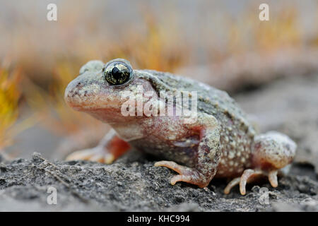 Common Midwife Toad / Geburtshelferkroete ( Alytes obstetricans ), sitting on rocks of an old quarry, frontal side view, detailed shot, Europe. Stock Photo