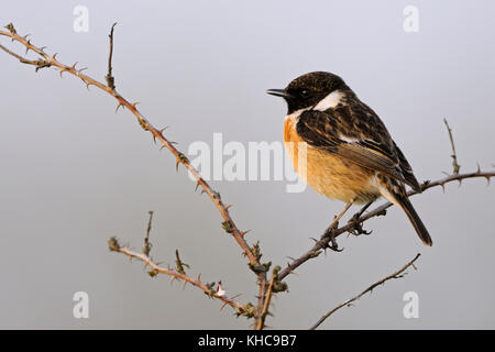 European Stonechat ( Saxicola torquata ), adult male in its breeding dress, perched on blackberry tendrils in last evening light, singing, Europe. Stock Photo