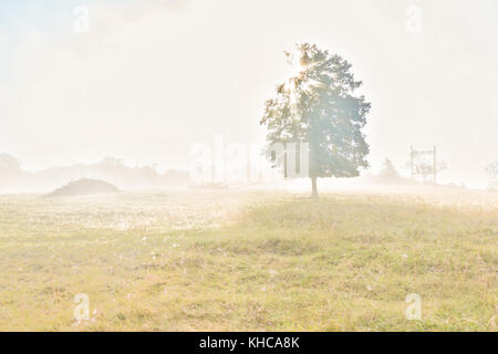 One tree in autumn vintage light with mist, fog, and sun sunburst glade through foggy silhouette in morning countryside Stock Photo