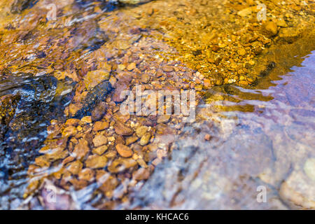 Macro closeup of clear orange red creek with seethrough transparent water and rocks or stones in Dolly Sods, West Virginia Stock Photo