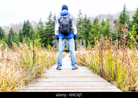 Man standing on hiking trail through wooden bog boggy boardwalk in fall autumn forest with green dark pine trees on path in Dolly Sods, West Virginia Stock Photo