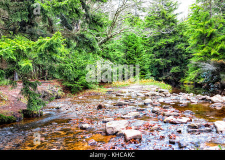 Red creek in Dolly Sods, West Virginia during autumn, fall with green pine tree forest and water river, fallen leaves on rocks, stones Stock Photo