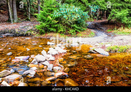 Red creek in Dolly Sods, West Virginia during autumn, fall with green pine tree forest and water river, fallen leaves on rocks, stones Stock Photo