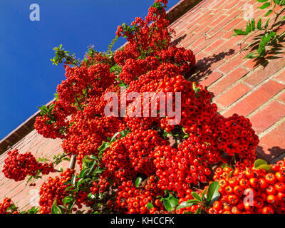 PYRACANTHA Saturated red berry 'pomes' of the Pyracantha evergreen shrub in Rosaceae Firethorn family, low perspective view brick wall sun & blue sky Stock Photo