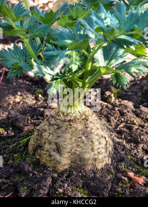 Celeriac (Apium graveolens rapaceum) root vegetable growing in an autumnal sunlit kitchen garden Stock Photo