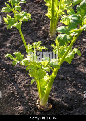 Celery Octavius at Autumn season in kitchen garden UK Stock Photo