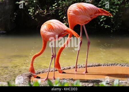Pink flamingos drinking at the Los Angeles Zoo. Stock Photo