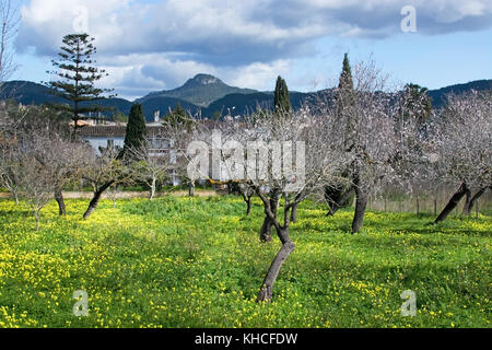 Blossoming almond trees in rural landscape with blue sky in Mallorca, Balearic islands, Spain in February. Stock Photo