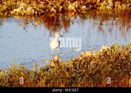 light footed clapper rail bird endangered species in bolsa chica wetlands in orange county southern california ecology wildlife preservation waterfowl Stock Photo