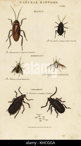 American cockroach, Blatta americana, common black cockroach, Blatta orientalis, bumble bee, Bombylius major, early humble bee, Bombylius medius, and leathery cerambyx beetle, Cerambyx coriarius, with eggs. Handcoloured copperplate engraving from John Mason Good's Pantologia, a New Encyclopedia, G. Kearsley, London, 1813. Stock Photo