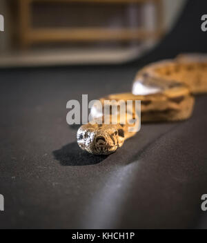 Royal or Ball Python snake, isolated on black background Stock Photo