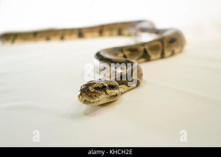 Royal or Ball Python snake, isolated on white background Stock Photo