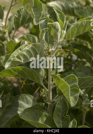 Poison gooseberry, Withania somnifera, in flower, Peloponnese, Greece. Stock Photo
