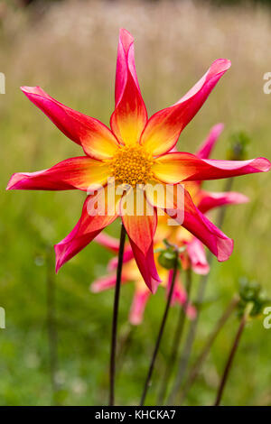Summer flower of the single orchid or star dahlia, Dahlia 'Honka Surprise' Stock Photo