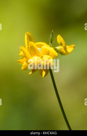 Flower head of the tall growing greater bird's foot trefoil, Lotus pedunculatus, an UK wild flower Stock Photo