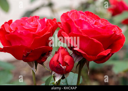 Red flowers and bud of the repeat blooming hyrid tea shrub rose, Rosa 'Alec's Red' Stock Photo