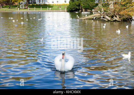 White swan swimming on the river Stock Photo