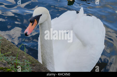 White Swan swimming on the river Stock Photo