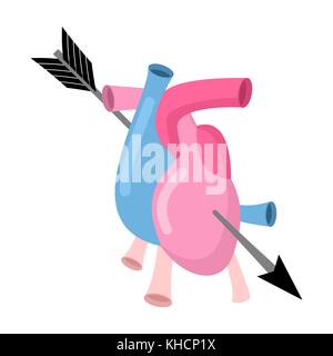 Heart and arrow symbol of love. Anatomical heart. Valentines Day. 14 of February. Vector illustration. Stock Vector