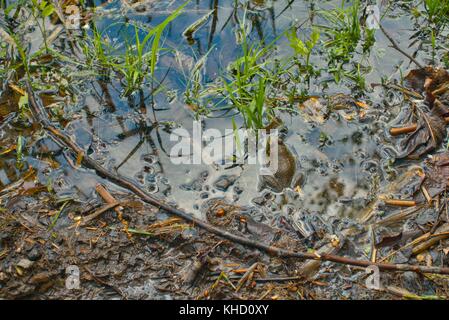A bullfrog in its muddy surroundings Stock Photo