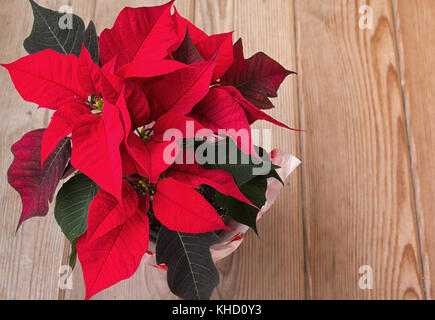 Christmas Poinsettia, Euphorbia pulcherrima, plant blooming on rustic wooden background Stock Photo