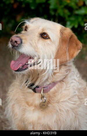 Labradoodle (cream hair-type). Female. Beaconsfield. Buckinghamshire. England. Stock Photo